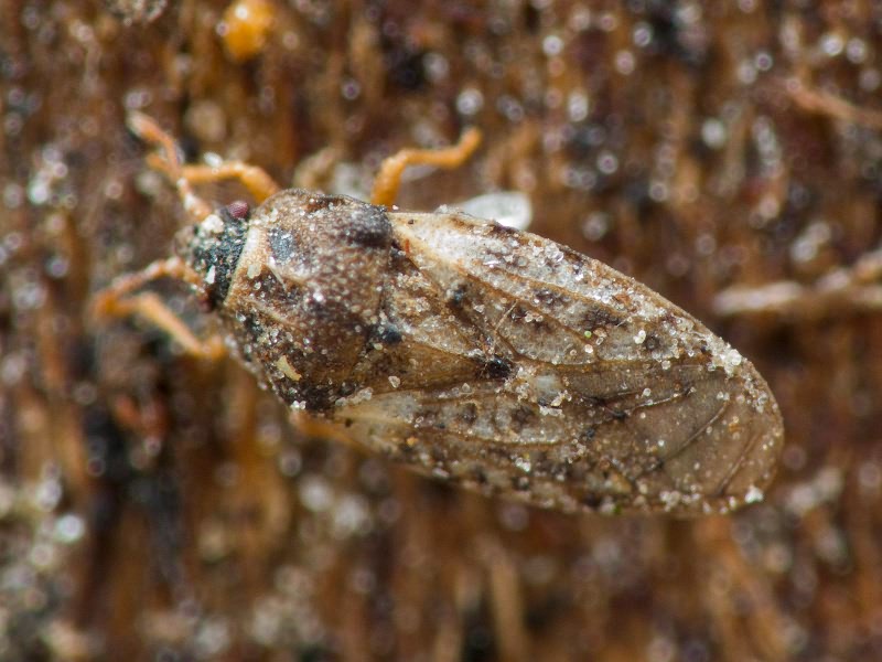 Piesma capitatum (Wolff, 1804)